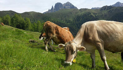 Il Botìro di Malga