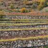 Mostra Paesaggi Terrazzati in Trentino 