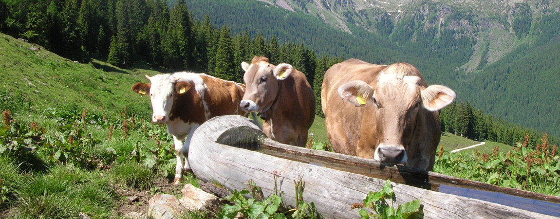 Tour delle Malghe