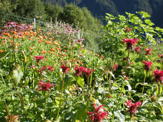 La biodiversità delle piante erbacee