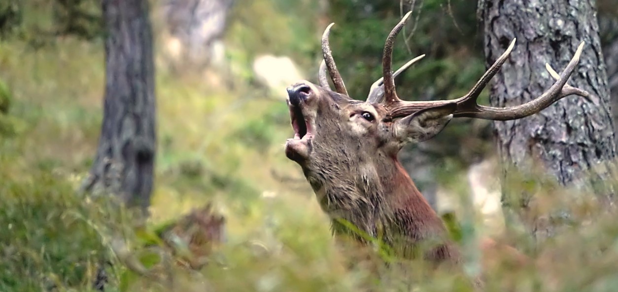 Ascolta il bramito del cervo